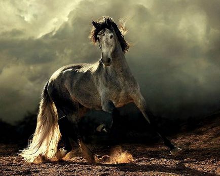 Андалузька порода коней фото і опис, характеристики, історія, відео