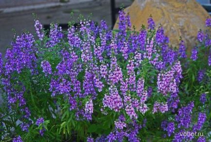 Angelonia, plante de interior, de gradina