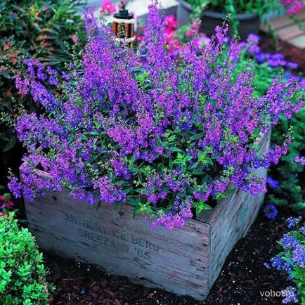 Angelonia, plante de interior, de gradina