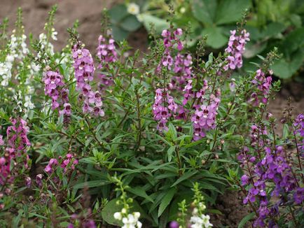 Angelonia - plante erbacee pentru teren deschis