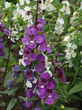 Angelonia - plante erbacee pentru teren deschis