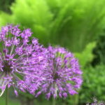 Angelonia angustifolia crescând din semințe la plantarea acasă și îngrijirea pe teren deschis