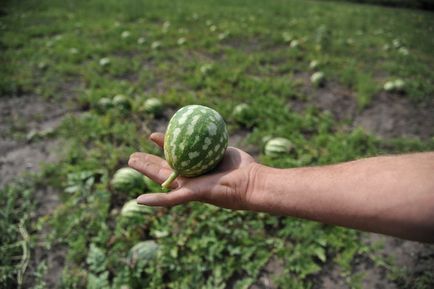 Pepenele de pepene sunt o cultură inutilă