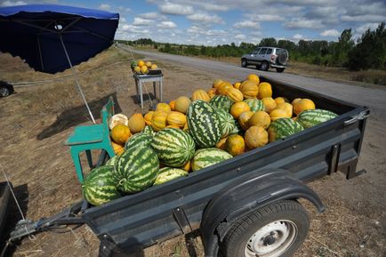 Кавуни непотрібний урожай