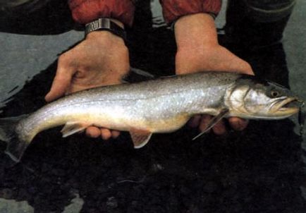 Caracter arctic, totul despre pescuit, abordări și modalități de capturare a peștilor