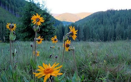 Arnica munte iarba și flori specii de îngrijire de reproducție