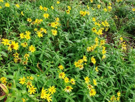 Арніка гірська трава і квітки види догляд розмноження