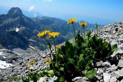 Arnica расте от засаждане на семена и грижи за полезните свойства на заявлението