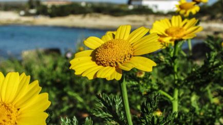 Arnica расте от засаждане на семена и грижи за полезните свойства на заявлението