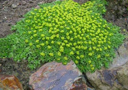 Arnica vagy Baranez (árnika) fotó, termesztés