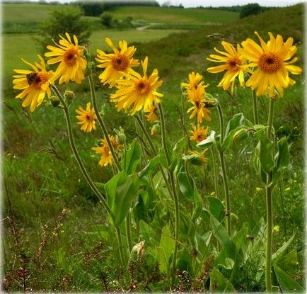 Arnica, sau baranec (arnica) fotografie, cultivare