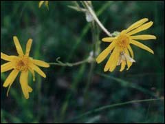 Arnica a kertben