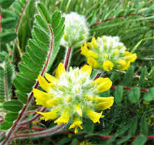 Astragalus - proprietăți medicinale și contraindicații, aplicarea astragalusului de iarbă