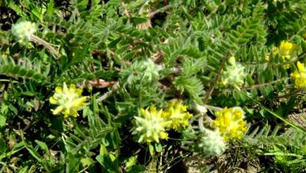 Astragalus woolly - proprietăți utile și periculoase