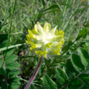 Astragalus lână înflorire aplicare plante, alimente și sănătate