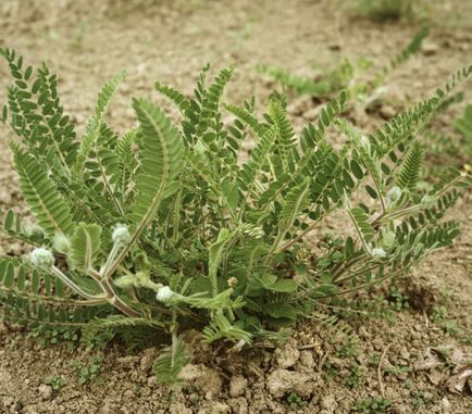 Astragalus lână - simptome și tratament cu remedii folk la domiciliu