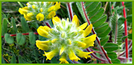 Astragalus flori de lână rețete de longevitate