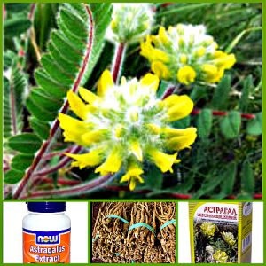 Astragalus flori de lână rețete de longevitate