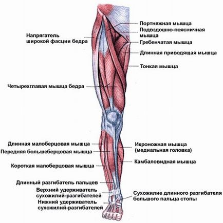 Atlasul mușchilor unui bărbat, respectul potrivit