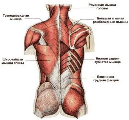 Atlas emberi izom, tiszteletben illik