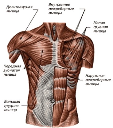 Atlasul mușchilor unui bărbat, respectul potrivit