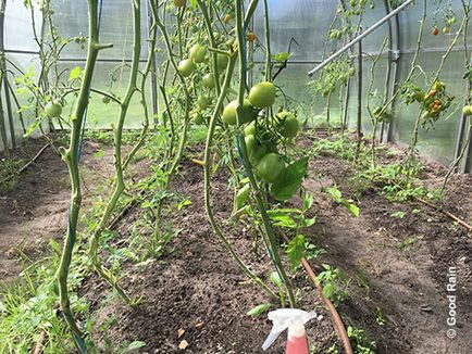 Автоматичний крапельний полив в теплиці - система крапельного автополива помідорів і томатів