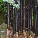 Бамбук чорний, листоколосник бамбуковий, філостахіс