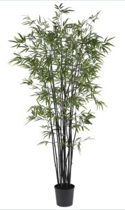 Bamboo negru, frunze de bambus, filostahis
