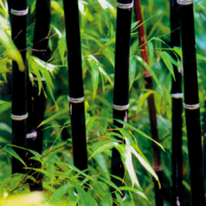 Bamboo negru, frunze de bambus, filostahis