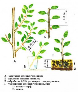 Barbaris reproducere prin butași primăvara și vara, descriere (fotografie)