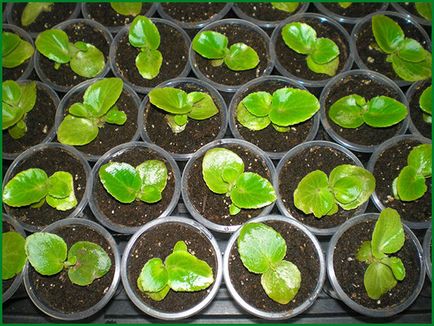 Begonia ültetés és gondozás a nyílt terepen, egyre nagyobb a mag, tenyésztés, fotók virágok (nyitott) Begonia ültetés és gondozás a nyílt terepen, egyre nagyobb a mag, tenyésztés, fotók virágok