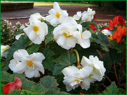 Begonia plantare și îngrijire în câmp deschis, în creștere din semințe, reproducere, flori fotografie în