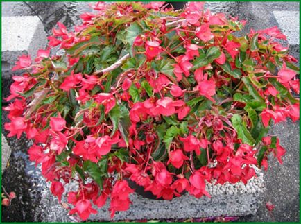 Begonia ültetés és gondozás a nyílt terepen, egyre nagyobb a mag, tenyésztés, fotók virágok (nyitott) Begonia ültetés és gondozás a nyílt terepen, egyre nagyobb a mag, tenyésztés, fotók virágok