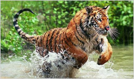 Бенгальський тигр фото, відео, опис породи