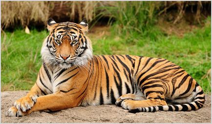 Бенгальський тигр фото, відео, опис породи