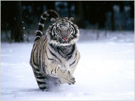Bengal tigru fotografie, video, descrierea rasei