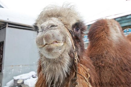 Berd-camel Zara félnek autók és szereti édességet, tanú (Berdsk hírek) Berd-camel Zara félnek autók és szereti édességet, tanú