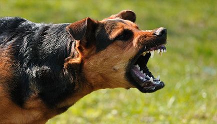 Veszettség (hidrofóbia, veszettség, hidrofóbia) tünetei, kezelésére, megelőzésére - a kutyák