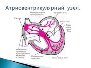 Блокада серця симптоми, методи лікування та виявлення захворювання