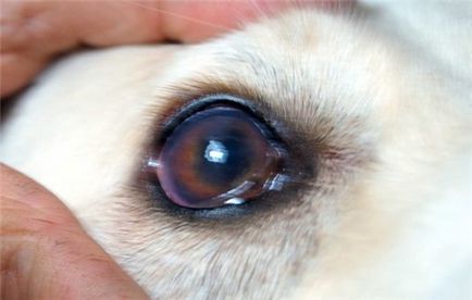 Хвороби очей у собак заворот століття, кон'юнктивіт, кератит, глаукома, zoodom