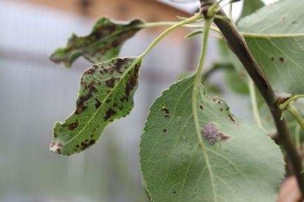 Betegségek almalevél és ellenőrzési tűzelhalás - kezelés, antibiotikumok