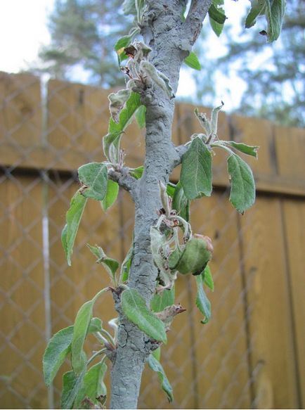 Хвороби листя яблуні і боротьба з ними бактеріальний опік - лікування, антибіотики