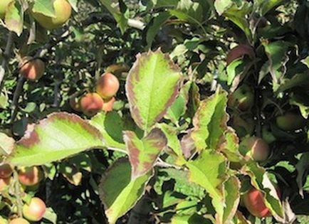 Boli ale frunzelor de măr și luptă cu ele arsuri bacteriene - tratament, antibiotice