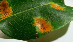 Хвороби листя яблуні і боротьба з ними бактеріальний опік - лікування, антибіотики