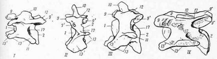 Boli ale bovinelor, coloanei vertebrale cervicale