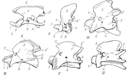 Boli ale bovinelor, coloanei vertebrale cervicale