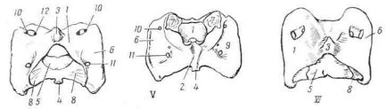 Boli ale bovinelor, coloanei vertebrale cervicale