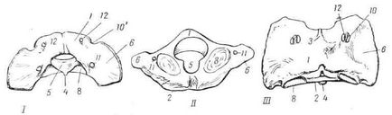 Boli ale bovinelor, coloanei vertebrale cervicale