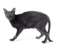 Британські кошенята чорний енти - купити продати кошеня