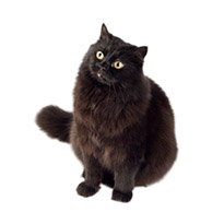 Британські кошенята чорний енти - купити продати кошеня